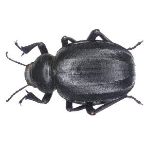 PIMELIA GROSSA SARDOA 